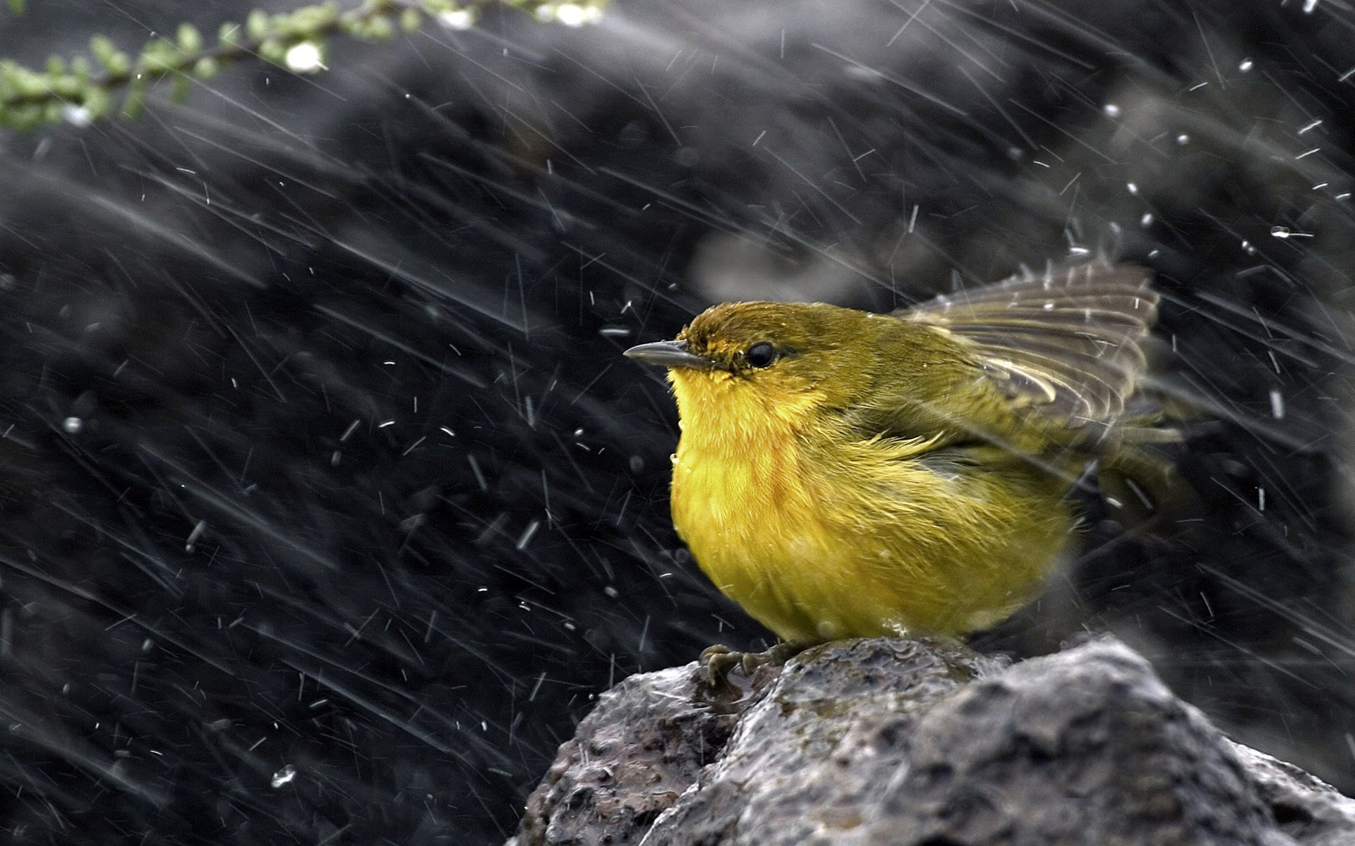 gelbes holz gelber warbler schnee stein vogel