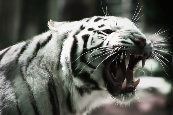 An albino tiger with a funny mustache