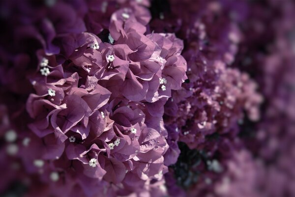 Molti fiori con petali viola