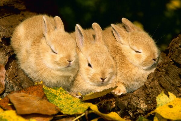 Drei Kaninchen sitzen im Herbst im Laub