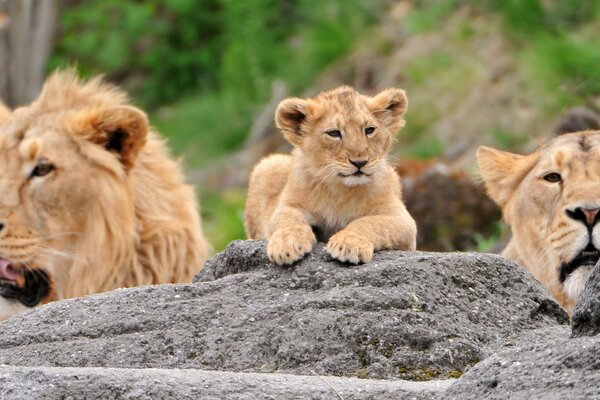 Famille du Lion au repos dans la nature