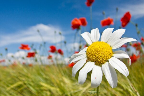 Los colores jugosos de los campos de verano