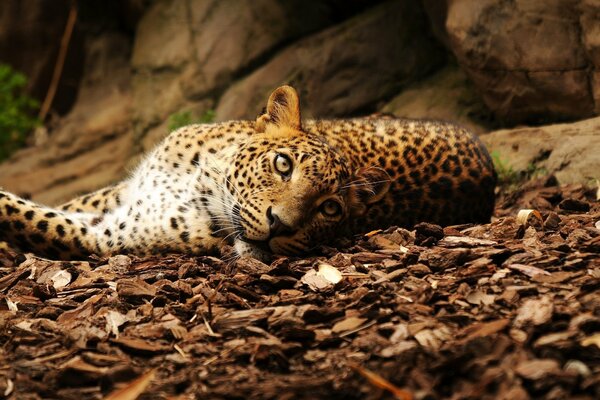 La fascinante mirada de un leopardo acostado en las hojas