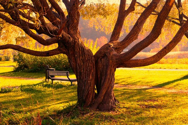 Au début de l automne matin, les arbres se réveillent dans le parc