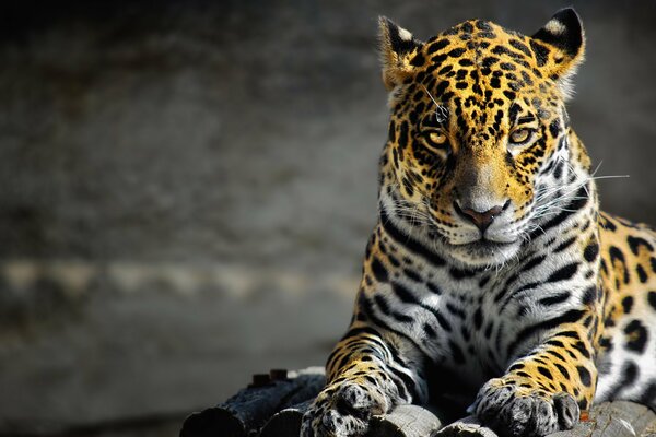 Leopardo giallo, vista del predatore