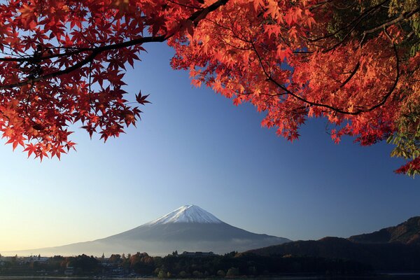 Albero autunnale su uno sfondo di cielo blu