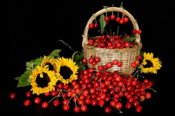 Foto Korb mit Kirschen und Sonnenblumen