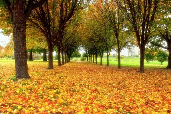 Caduta di foglie multicolore in autunno nel parco