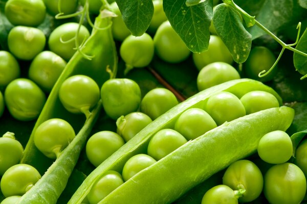 Opened green pea pods