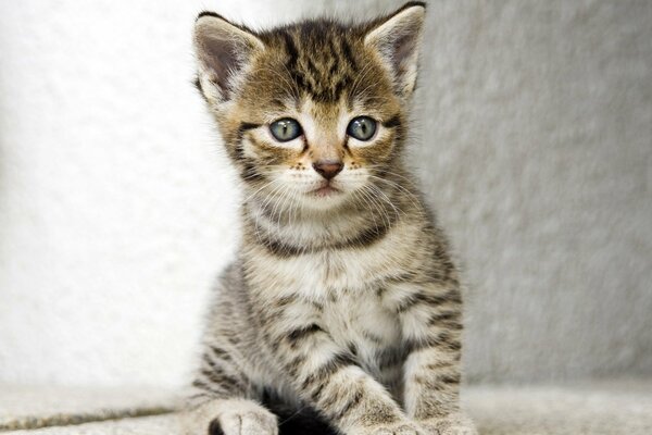 Striped kitten with big ears