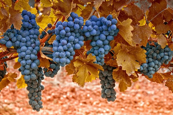 Bunches of purple grapes in autumn