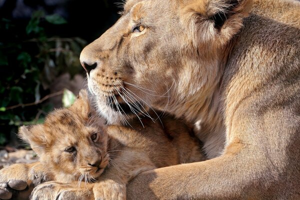 Leonessa e cucciolo di leone si sdraiano e si abbracciano