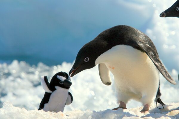 Pingüino jugando con el juguete pingüino en la nieve