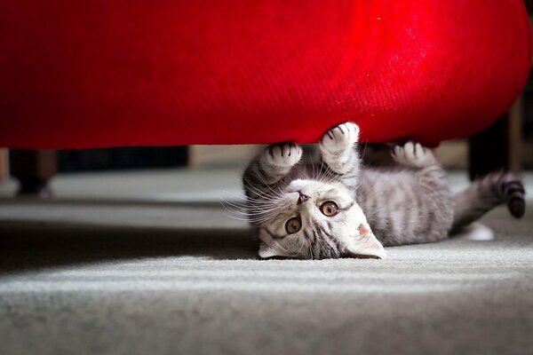 Chaton rayé gris jouant