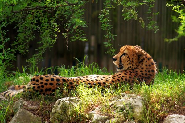 Guépard se trouve sur l herbe verte dans la forêt