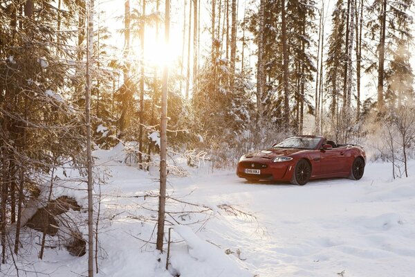 A red jaguar stands in a clearing in the forest in winter