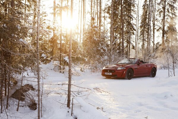 Czerwony Jaguar stoi zimą w lesie na polanie