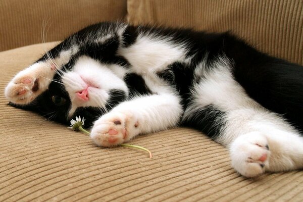 Котёнок лежит с цветочком на диване