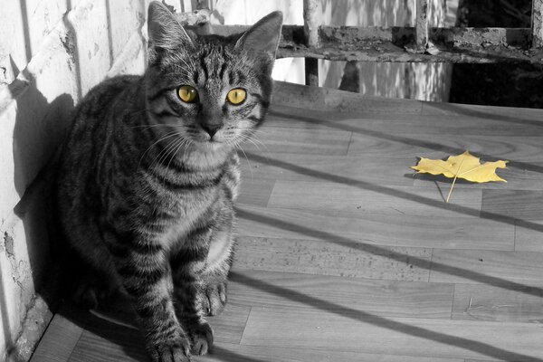 Black and white photo of a cat with yellow eyes