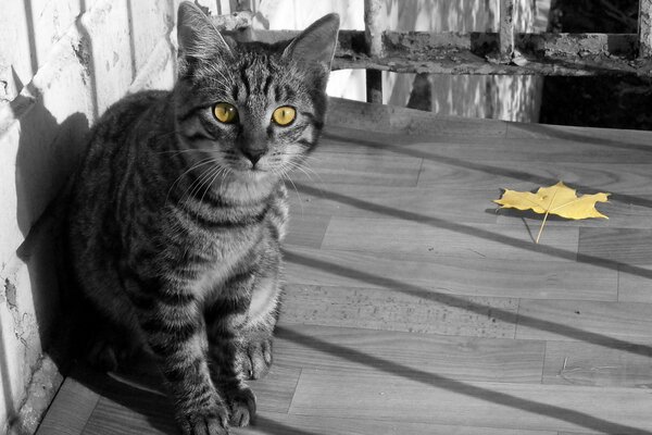 Foto in bianco e nero di un gatto con gli occhi gialli
