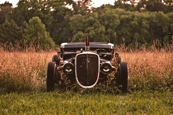 Hot Rod Is standing in the grass