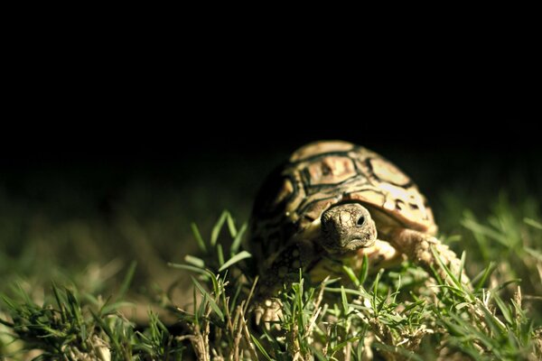 Tortuga arrastrándose sobre la hierba verde