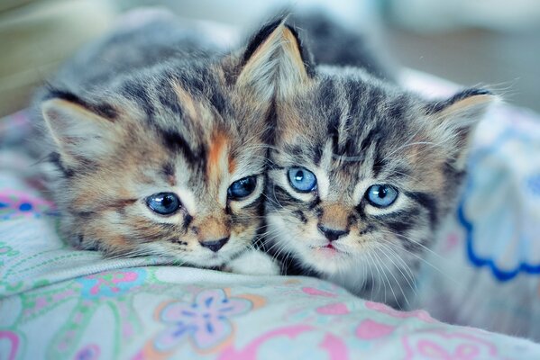 Dos hermanos gatito en una manta