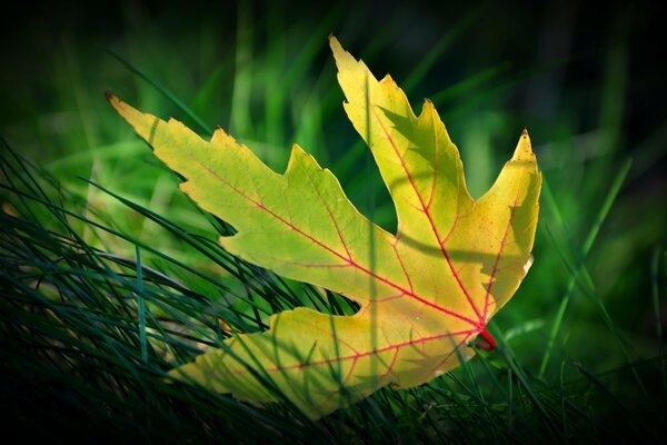 Hoja amarilla de otoño con vetas rojas en hierba verde brillante