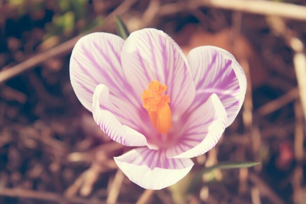 Rosa Krokus bei sonnigem Wetter im Frühling