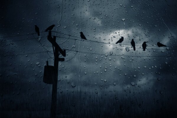 Crows on wires at night