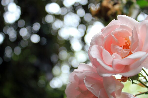 La ternura y el aroma de las rosas en una sola foto