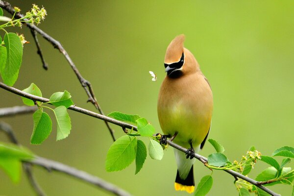 Oiseau inhabituel assis sur une branche sur fond vert