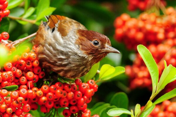 Brown bird on a background of red berries