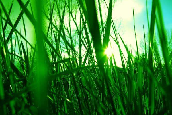Green grass, through which the rays from the sun break through
