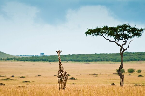 Giraffa nel mezzo di una savana afosa