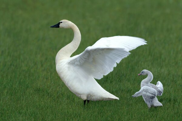 Dos cisnes blancos extienden sus alas