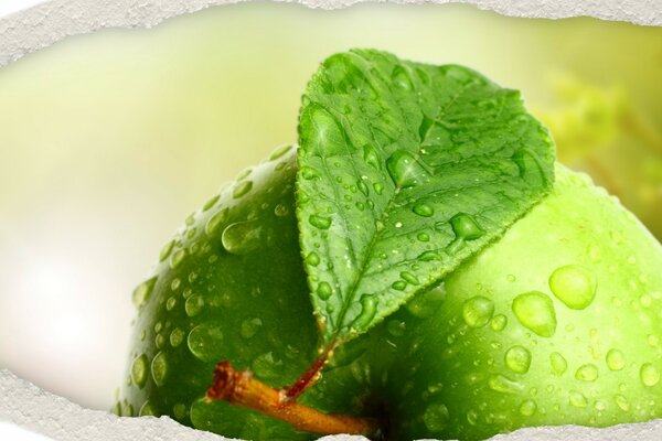 Green apple with water drops