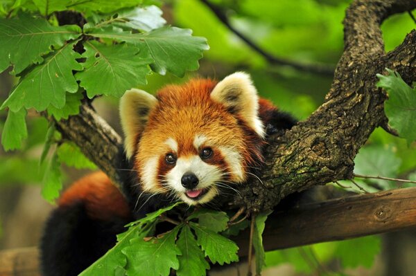 Panda rojo en el follaje de los árboles