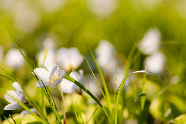 Die unscharfen Farben der Sommernatur