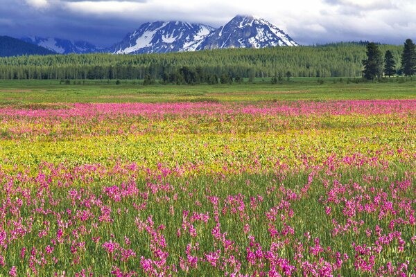 Wildflowers on the background of mountains