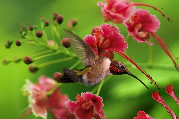 Kolibris neben rosa Blüten auf grünem Hintergrund