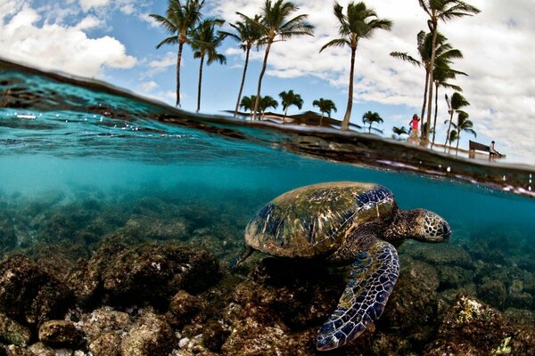 Turtle swims underwater near the shore