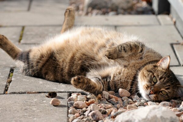 A fat cat is basking in the sun