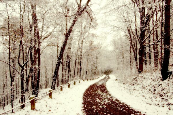 Sentier dans un parc enneigé en hiver