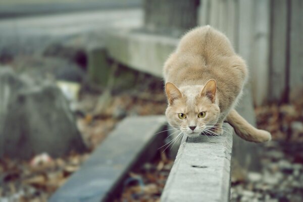 Der Jagdblick der betrachtenden Katze