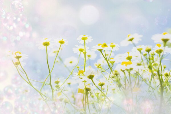 Petites marguerites sur fond bleu