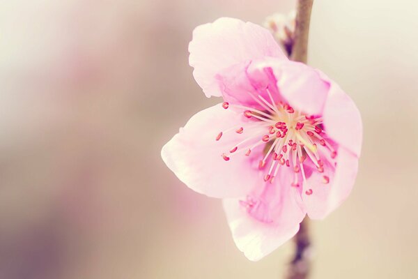 Délicate fleur rose sur une branche