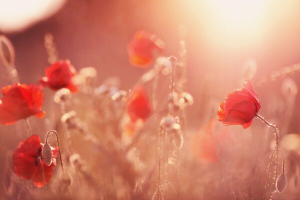 Buds of red poppies in the light of the sun