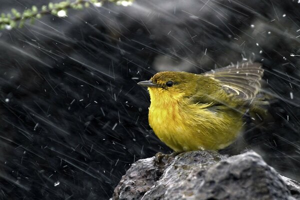 Pájaro amarillo sacude el agua de sus plumas