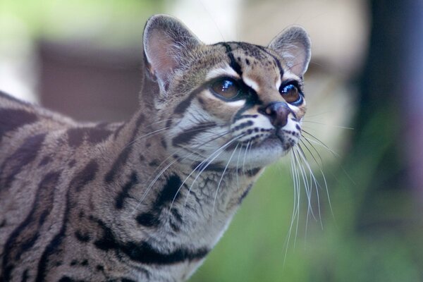 A wild cat with a long mustache and an adult look